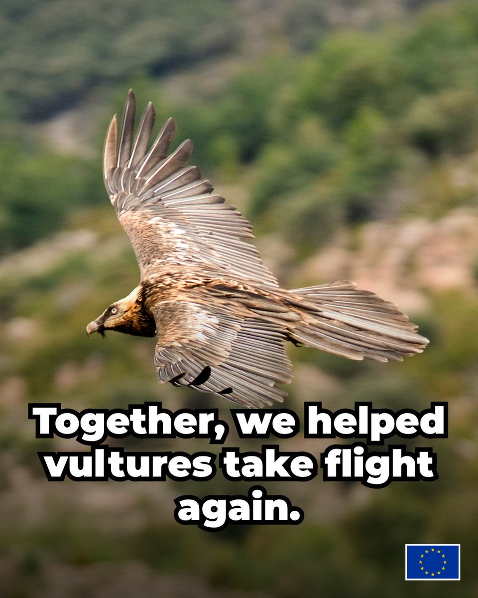 EU_ENV's tweet photo. Today is #VultureDay 🦅

Vulture populations in Europe are on the rise, but Illegal poisoning remains one of the biggest threats to vultures.

The LIFE BalkanDetox project combats this by promoting alternative solutions and gathering crucial data 👉 https://t.co/LADNaKaO7Z https://t.co/PIhQA74FLS