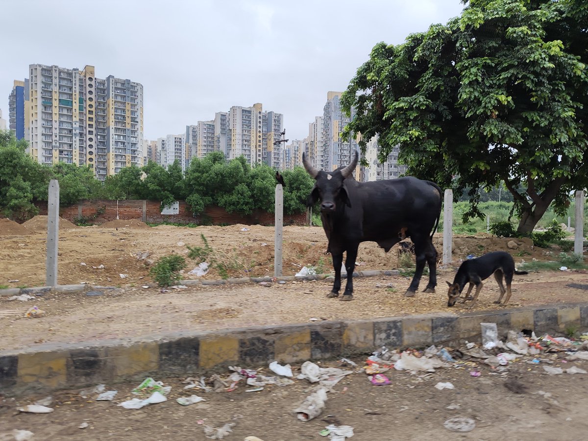lgtians's tweet photo. @himantabiswa @narendramodi No Start from Gurgaon—where India’s modern skyline meets a people who are still grounded and connected to the world around them. Here, people demonstrate how humans &amp; animals can coexist, offering the world a lesson in living alongside nature without losing touch with the ground. https://t.co/ZLampJbWcj