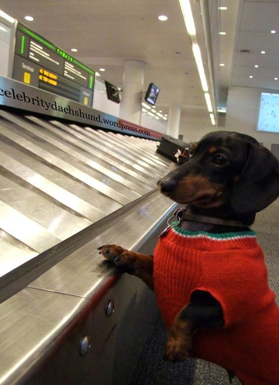 salsichinhas's tweet photo. A companhia aérea extraviou a mala dele https://t.co/mzuIWzMgFk