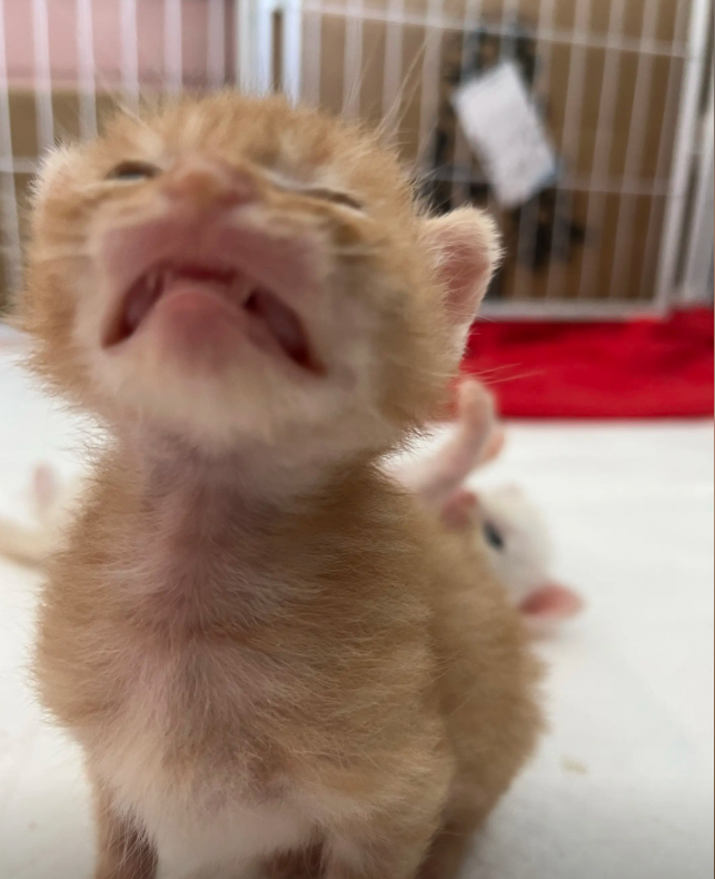 culKitten's tweet photo. 我以为小猫很难过呢，可是当我看到视频才知道它在干什么。 https://t.co/mvD2rUDaiW