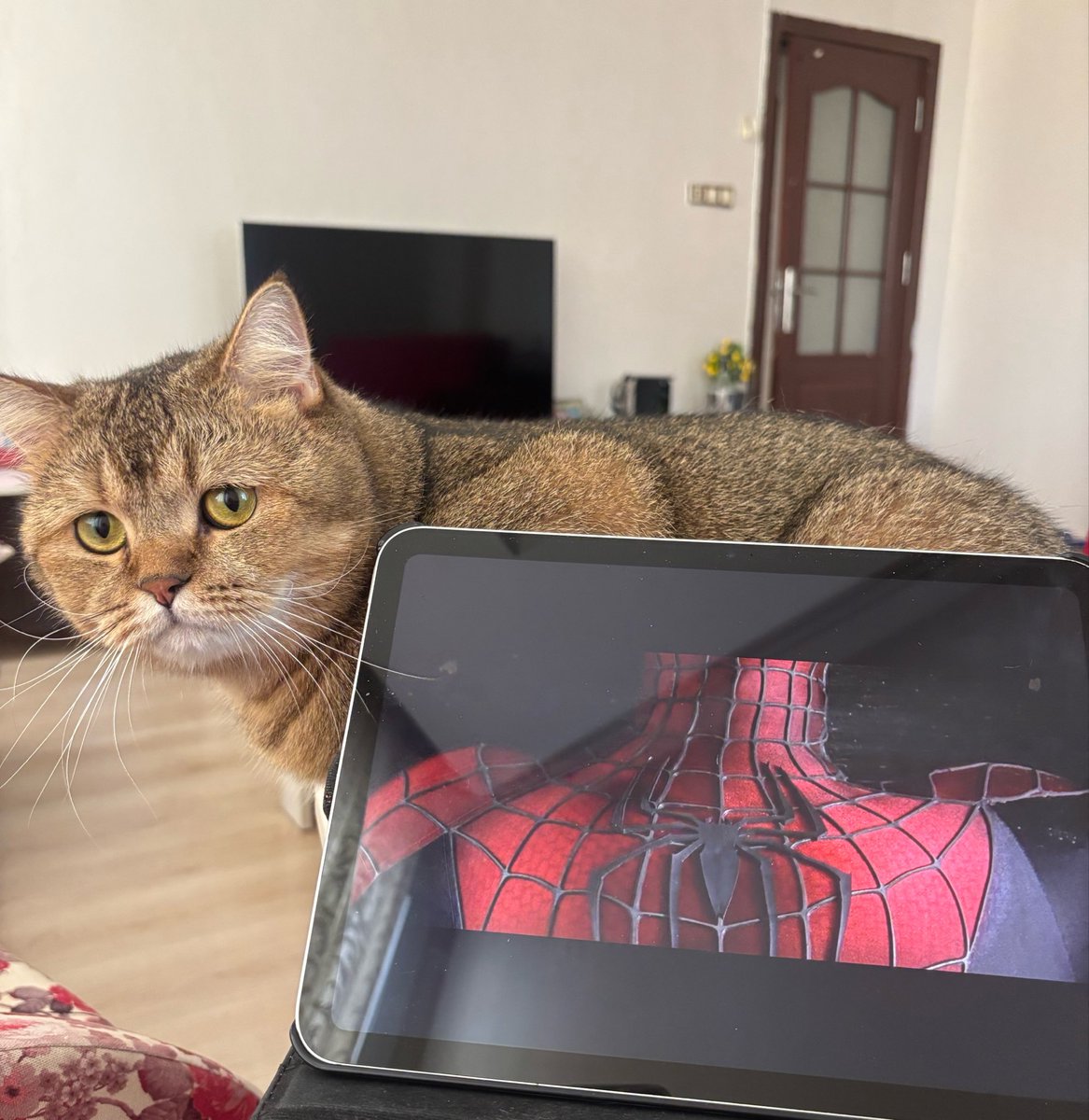 zmra7_'s tweet photo. Ömürcek adamla kedi https://t.co/wGdLyrC7B8