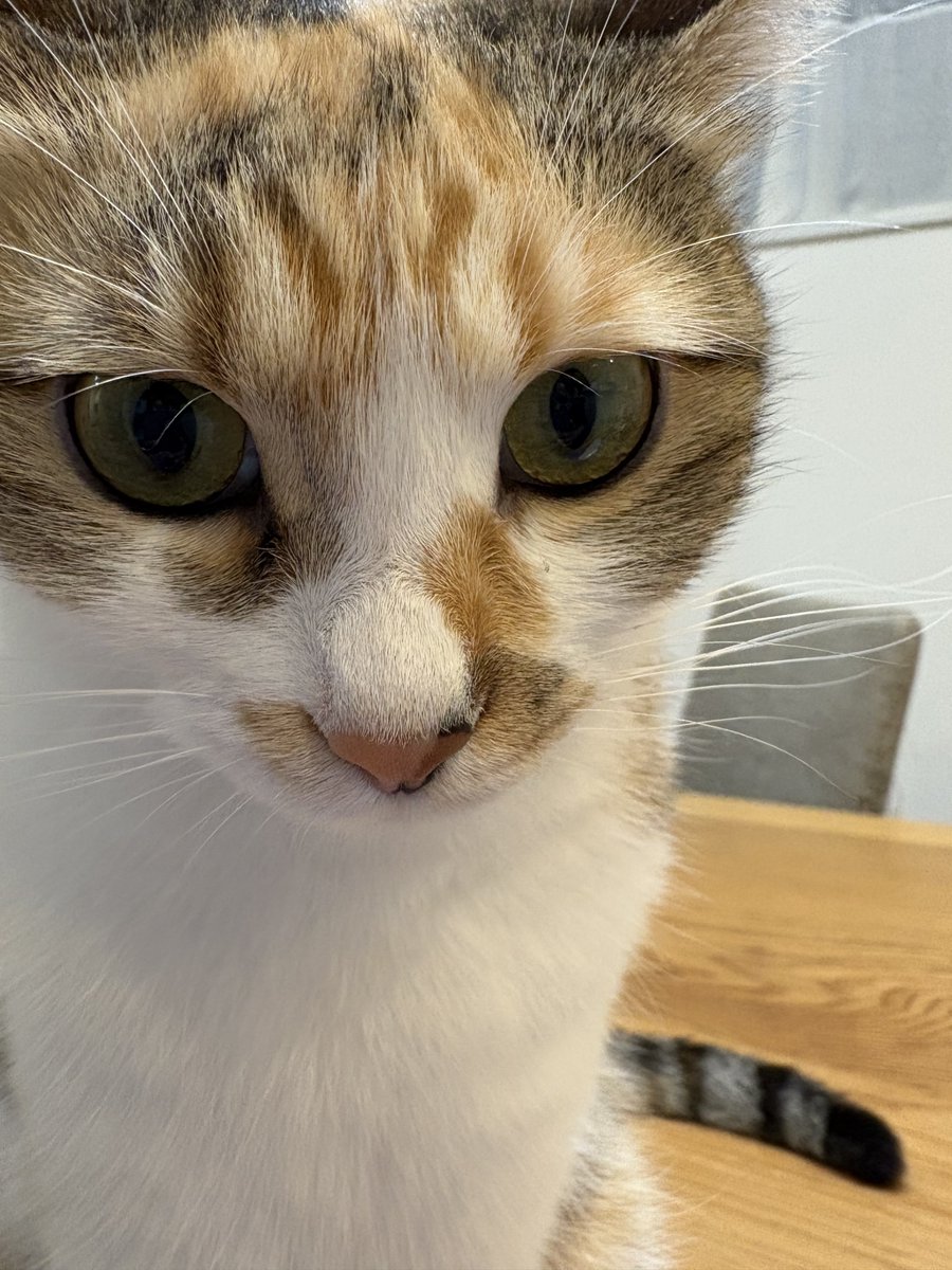 nekomimi_decade's tweet photo. よく目の前に座ってくるゼロ距離かわいい https://t.co/iOsqxfN94G