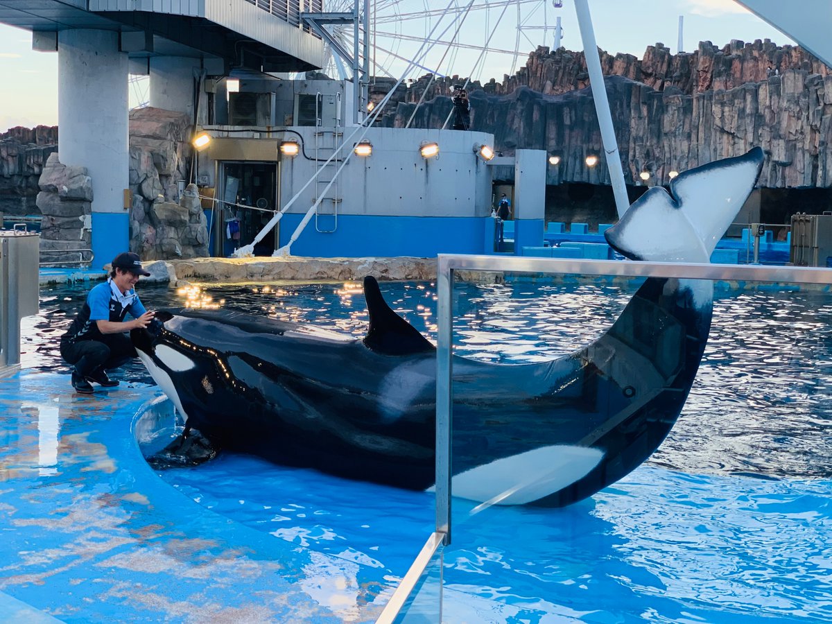 imitation_ring's tweet photo. @tan_sui_kabutz 水族館はいいぞ大会に参加させていただきます✨️
名古屋港水族館シャチのリンちゃんとリンちゃんと一緒に過ごしているイルカです。
水族館はいいですね✨️ https://t.co/plX3sOOA9U