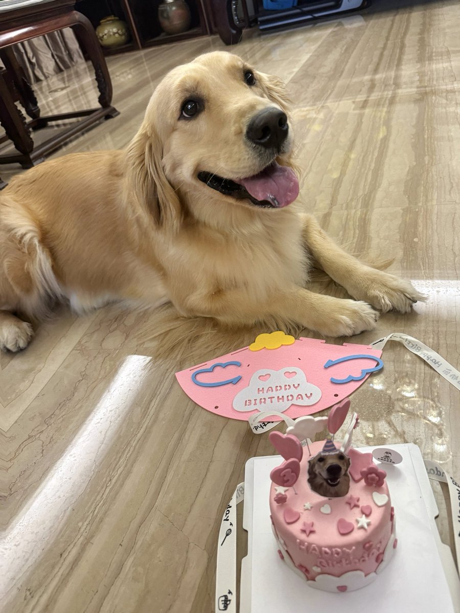jenn_jwww's tweet photo. KOREAN AIR, I NEED ANSWERS.

My dog died while being transported by Korean Air.

I handed her to Korean Air alive. Hours later, they returned her body to me.

I still don’t know how she died.

I'm speaking out because I’ve been unable to get the records, answers, or even a person responsible for explaining what happened.

This is her story.

Her name is Bubble. She was my family, my emotional support dog, and the little soul who carried me through some of the darkest years of my life.

She was incredibly sensitive to my emotions. I never had to say anything — the moment she sensed I wasn’t okay, she would come sit beside me, lean against me, and stay.

She was also the gentlest little girl: quiet, sensitive, incredibly well-behaved. She rarely barked or caused trouble and always listened to me.

And I trusted Korean Air to bring her safely back to me. 

Instead, I received her body. What haunts me is the nearly two-hour gap between when she was taken off the plane and when I finally saw her. I went to the transfer counter immediately after landing. I was right there, waiting for her. For almost two hours, I had no idea where she was.

When did something go wrong? When did she die? Did anyone check her breathing or heartbeat? Was a vet called? Was any attempt made to save her?
What if she was still alive when she came off that plane?
Could those two hours have been her last chance to survive?
If she was already dead when the plane landed, show me the records.
If she was still alive, why wasn’t she taken for emergency veterinary care?

I was in the same airport, looking for her. We were so close, yet I didn’t even know where she was.

I asked Korean Air for CCTV, transport and handover records, staff reports, medical records, and documentation of her death.
I still don’t have what I need to know what happened. I don’t even have a death certificate.
I asked for a person responsible for my case. I couldn’t get that either.
I was told some information could not be provided due to “privacy” or internal policies and was directed to submit my case through Korean Air’s website.

My child died in your care. This is not a missing suitcase. I need to know what happened to her.

A Korean friend found a post about another pet death involving Korean Air last year. According to that owner’s account, the pet received medical assistance, was taken to an animal hospital, and related costs including cremation were covered.

My girl received none of that. I paid for her cremation myself. Why was she treated so differently? Is it because I am Chinese?

I don’t know. But I deserve an explanation.

I have filed a formal complaint, compensation claim, and evidence-preservation request.

For five years, whenever I was hurting, she found me. But during what may have been the most frightening hours of her life, I couldn’t find her. I was right there in the airport.

Korean Air, I handed you my little girl alive. You returned her body to me.I know you cannot bring her back. So give me back the missing hours of her life. Give me the records. Tell me when she died, what happened, and whether anyone tried to save her.

I should not have to spend the rest of my life guessing how my child died.

Please share this thread.

Korean Air, give me the truth about my child.

#KoreanAir #PetTravel