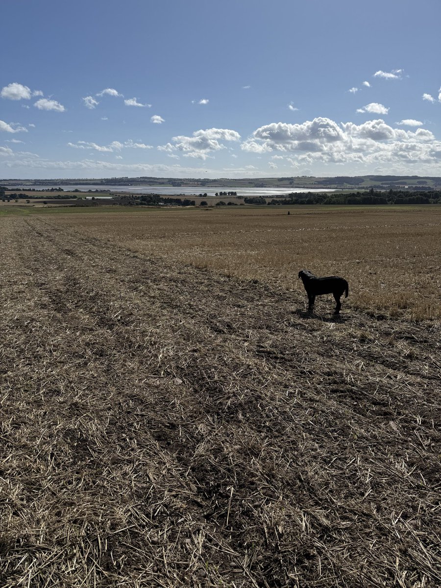 GallIain's tweet photo. Harvest 2026 has barely finished but already direct drilled oil seed rape is through. https://t.co/mFxJzBA8Dc