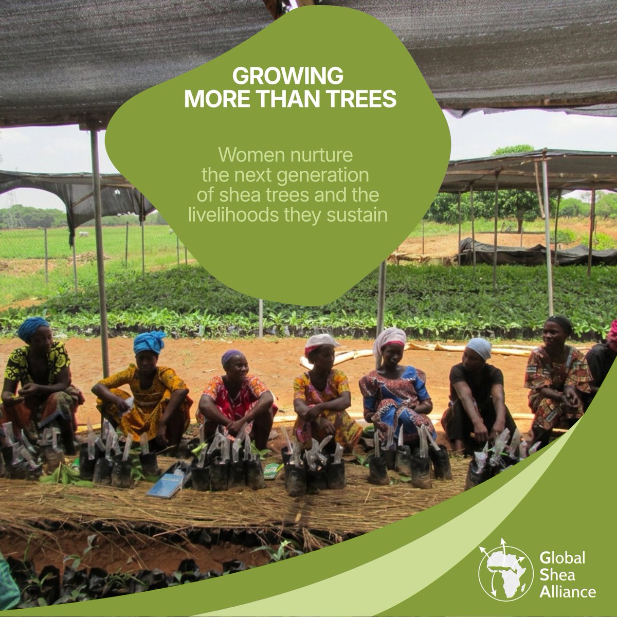 globalsheaa's tweet photo. Every seedling is an investment in the future. 🌱

By propagating and nurturing grafted shea seedlings, women are helping build a more productive, resilient, and sustainable shea industry while strengthening community livelihoods. https://t.co/UylgKtjQxm