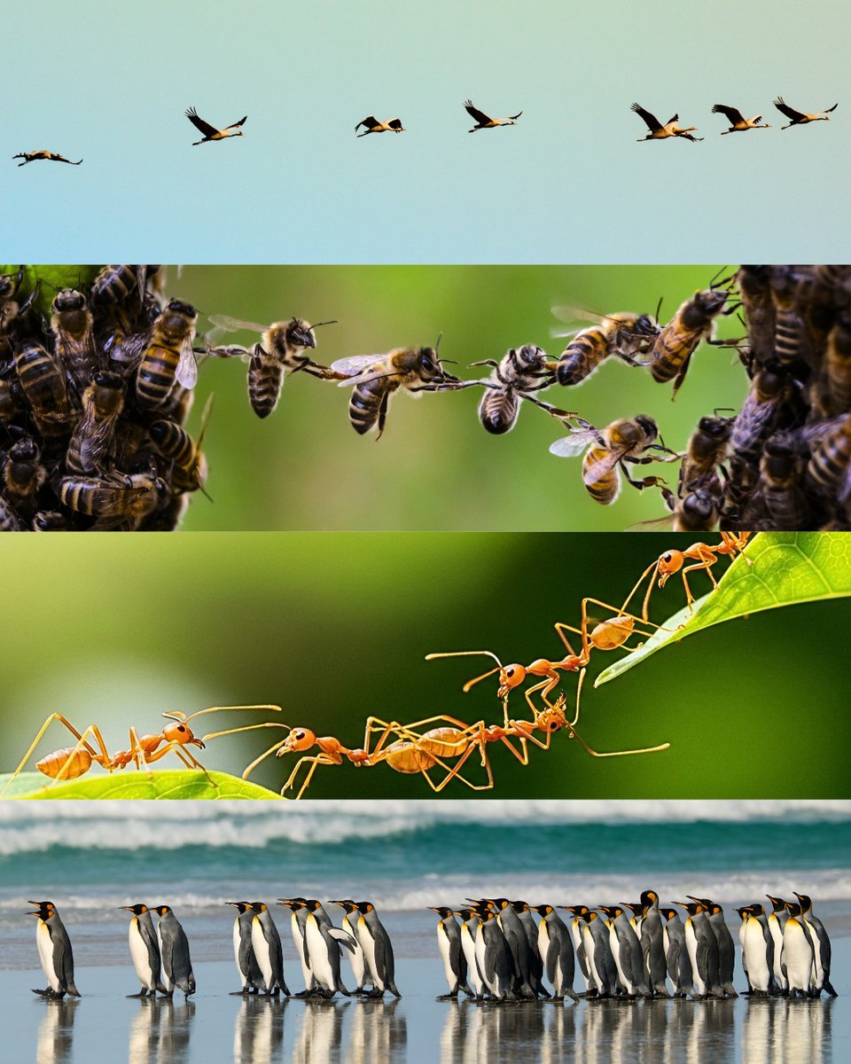 UNESCOBrasil's tweet photo. Com o #UNESCOGreenCitizens, a cooperação se transforma em ação. Por meio das redes científicas e dos programas de biodiversidade da UNESCO, apoiamos projetos liderados pela sociedade civil que restauram e protegem escossistemas e comunidades. ​

https://t.co/IDxqbmEXBz https://t.co/kE87ZtmtRu