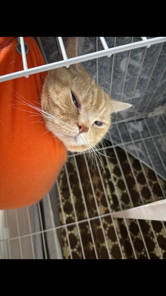 ANANotintin's tweet photo. 迷子になってしまいました見かけた方DMください #猫 #迷子猫 #埼玉県富士見市鶴馬 https://t.co/92KEJvpe2r