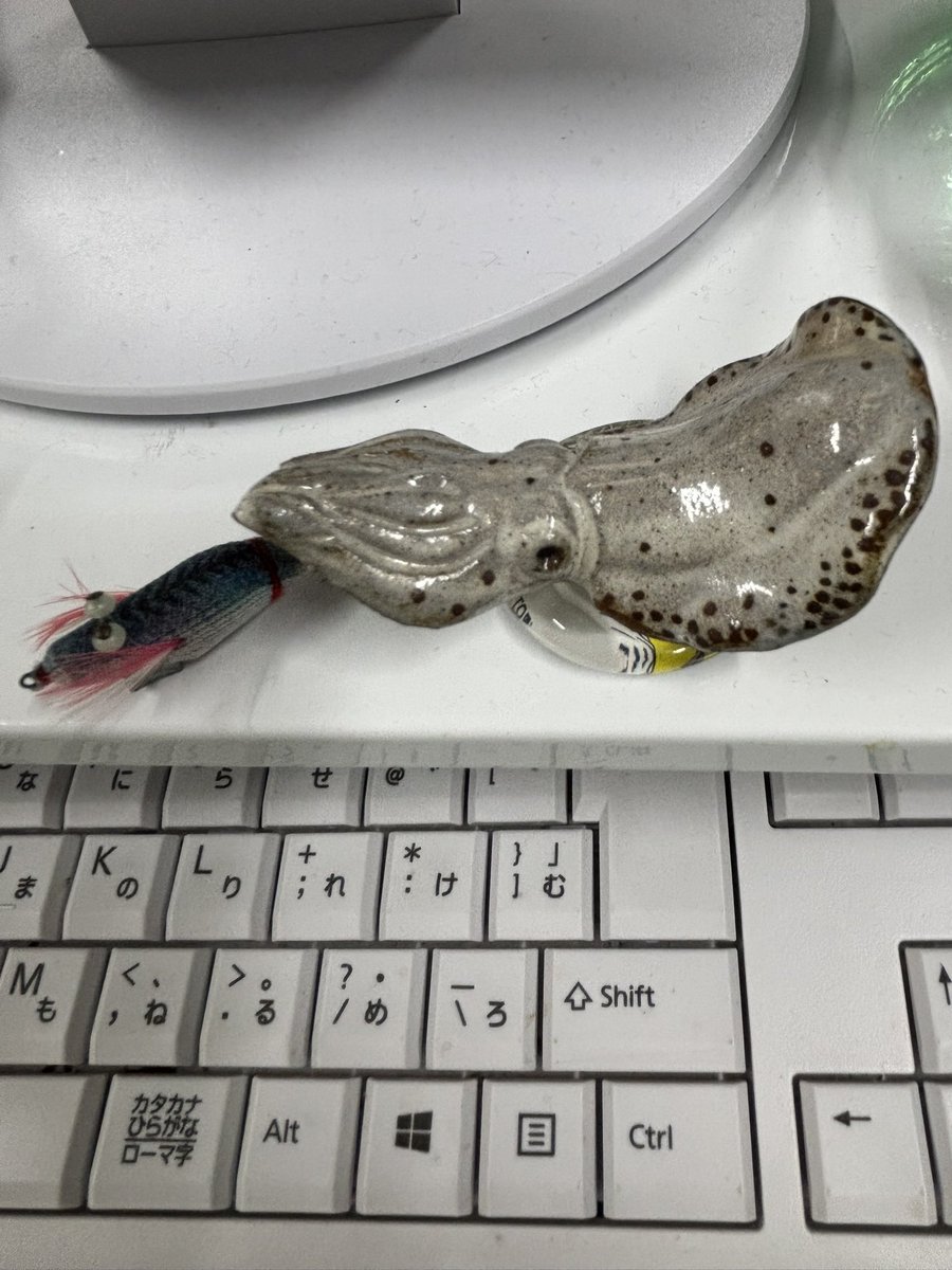 ikapon_a's tweet photo. アオリくんが毎年釣りづらくなって数年、釣行もだいぶ減ったけど、今期はちょっとエギング 頑張ってみるかな🦑イカも高くなったし‥😅 https://t.co/0tFP4Tg4OH