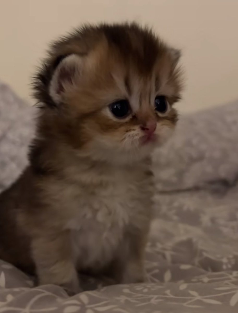 arsivmeow's tweet photo. https://t.co/Wj0cKDG3lc