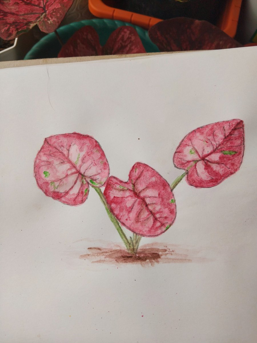 Yemmi_Liu's tweet photo. Caladium merah 
红财神
红彩叶芋 https://t.co/Hk3on2CX0f