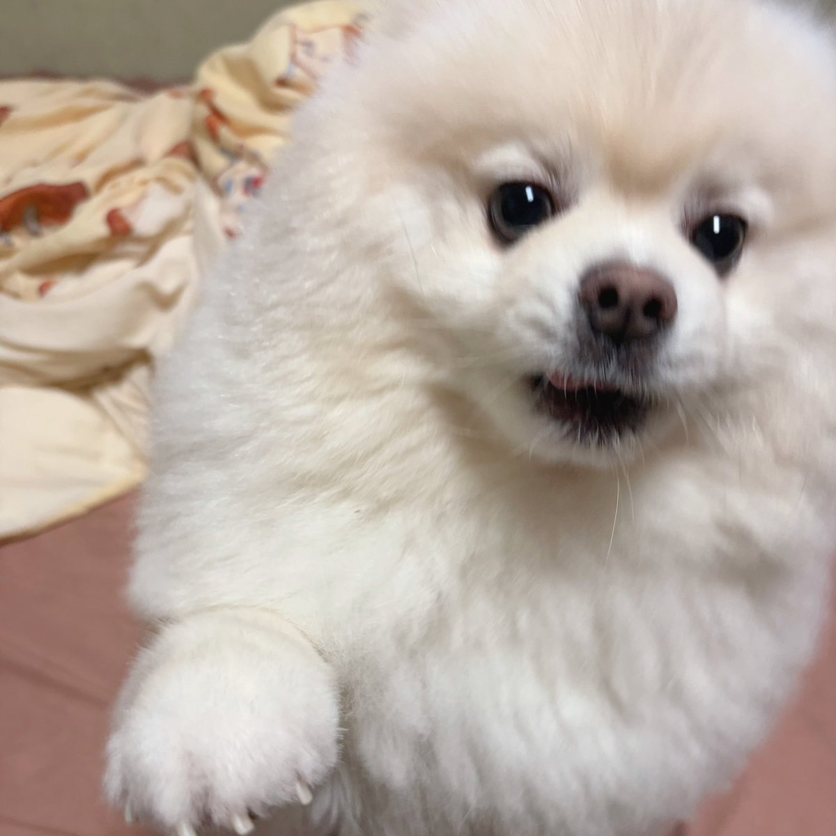 chikuwa78107742's tweet photo. ただいま。

🐻‍❄️「もうかえってきたんか‼︎‼︎いまか⁉︎⁉︎いまかえってきたんか‼︎‼︎」 https://t.co/eMhmnVIgcA
