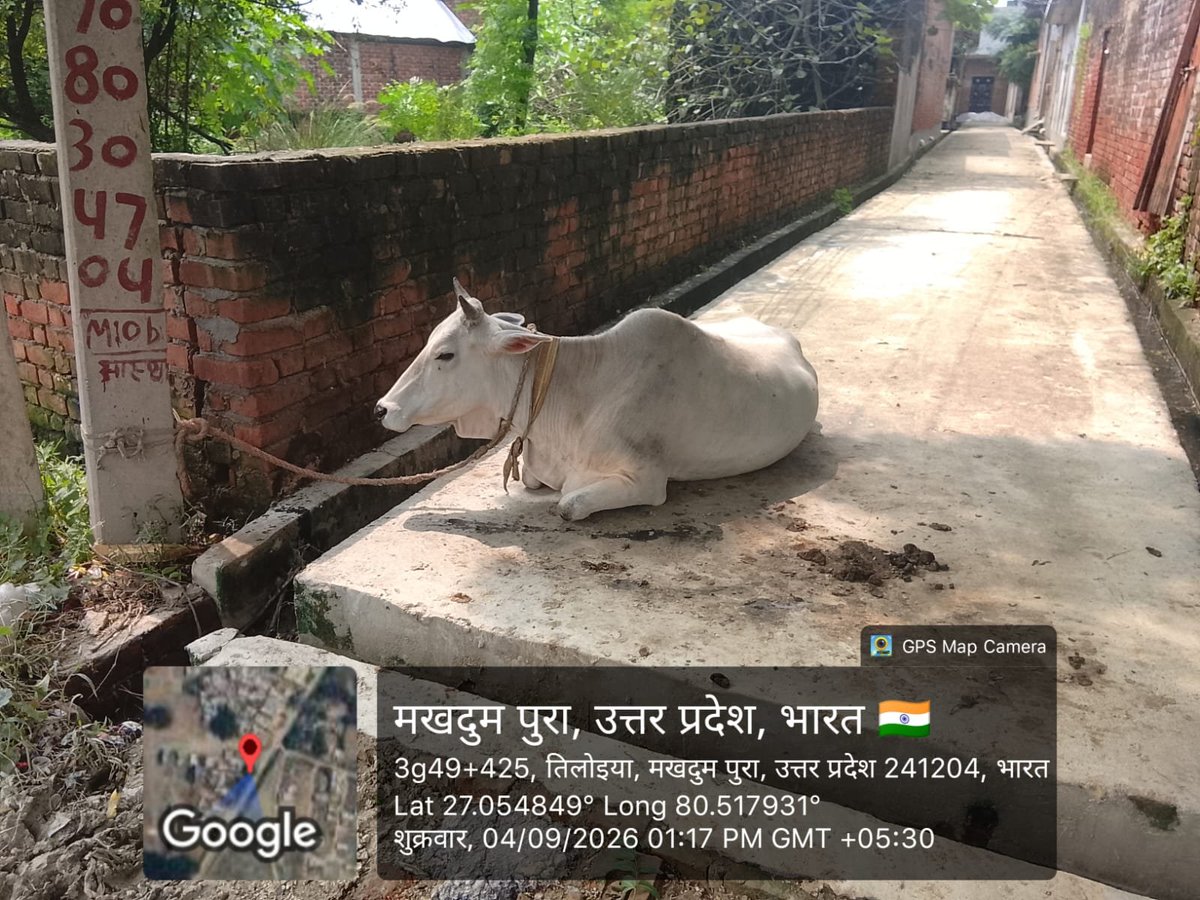 Hardoinewsup30's tweet photo. #हरदोई 
सार्वजनिक रास्ते पर बंधा पशु, राहगीर परेशान

#संडीला क्षेत्र के बेगमगंज, सुम्बाबाग, महत्वना में सार्वजनिक रास्ते पर पशु बंधा होने से आवागमन प्रभावित हो रहा है। तस्वीर में स्थिति स्पष्ट है। @Uppolice @hardoipolice @Ashokips68rr @UPGovt @dgpup https://t.co/FRRcxHBdBA