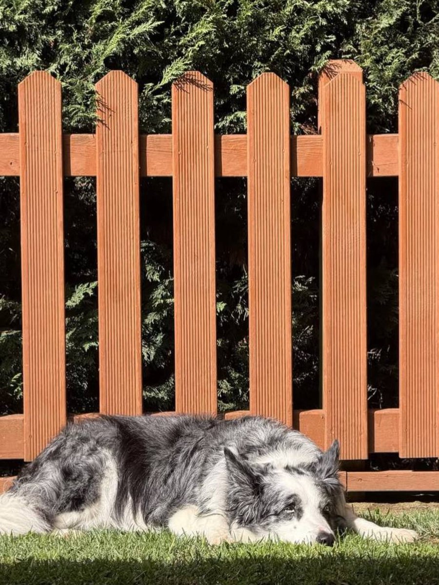 yaninavaccino's tweet photo. Niebla me representa....
Así me gustaría estar hoy, al Solcito y durmiendo 🐾🐾🐾
#NieblaErçel #HandeErçel https://t.co/RmadIKFDIA