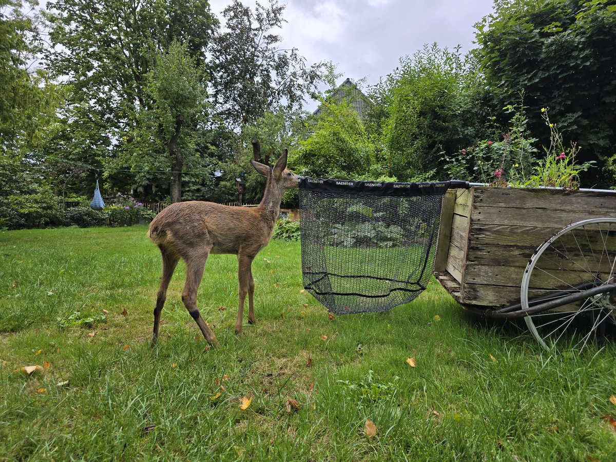 Scho_Mi's tweet photo. Das Kitz, dessen Mutter Opfer eines Autos wurde und das wir geborgen haben, ist in der Handaufzucht inzwischen stattlich herangewachsen.🥰
Da feststeht daß es ein weibliches Stück ist, wurde sie „Helga“ getauft, nach der Frau des „Finders“ der uns benachrichtigt hatte. https://t.co/uMIzKlq5Pj