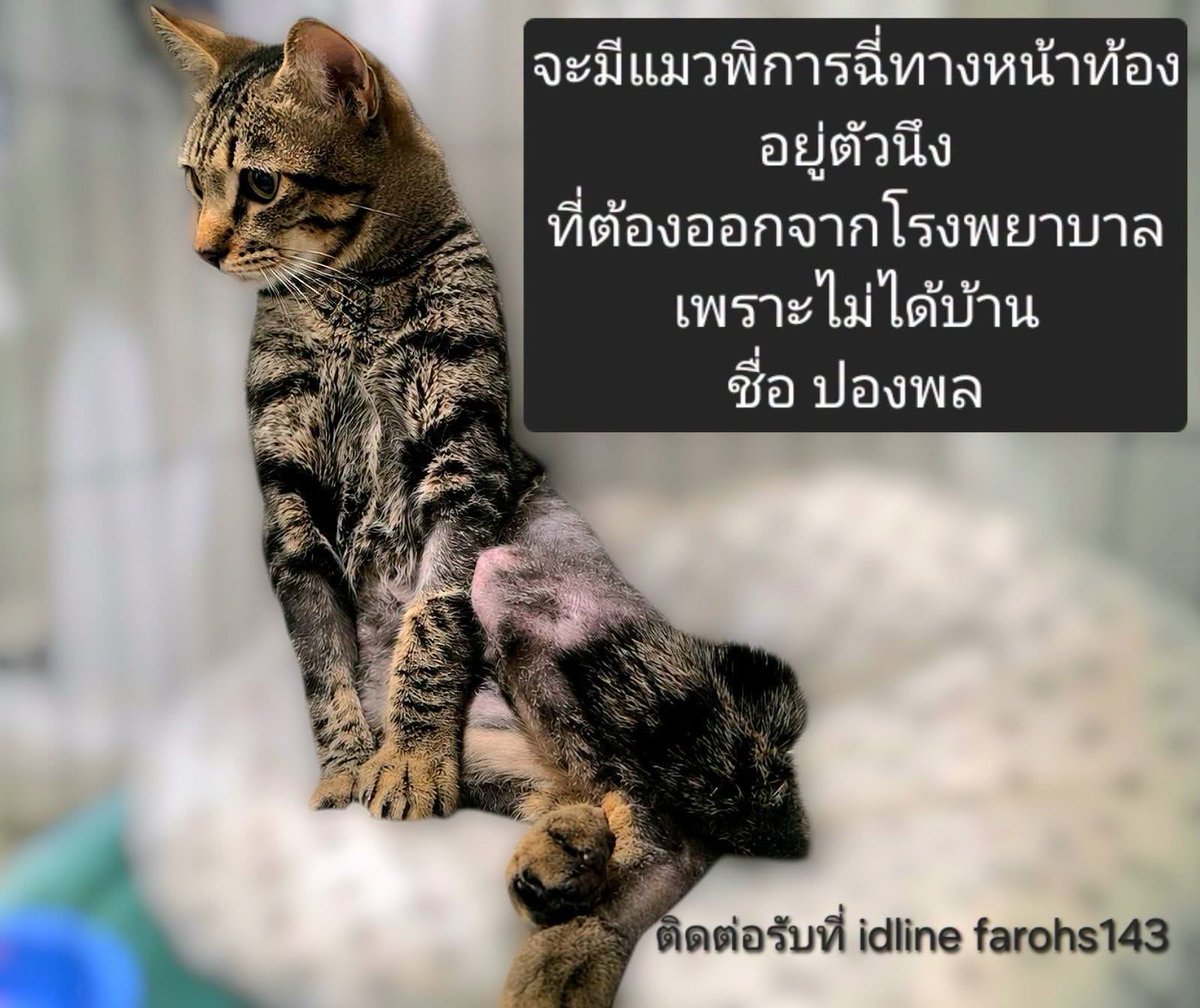 Ticha_R's tweet photo. [Pls Repost] ไปเจอโพสนี้ในเพจ มูลนิธิรักษ์แมว ปันน้ำใจให้แมวจร ต้นโพสบอกว่า

น้องถูกรถชน มีคนพบน้องไปพาน้องไปรักษา ต้องผ่าตัดให้ฉี่ทางหน้าท้อง เพราะกระเพาะปัสสาวะฉีกขาด ส่วนขาพอที่จะทรงตัวยืนได้ แต่ยืนได้ไม่นาน 

น้องเป็นเพศผู้ ทำหมันแล้ว ปลอดโรค ขับถ่ายเองได้ การดูแลเพียงแต่ทำความสะอาดบริเวณหน้าท้องเช้า-เย็นเท่านั้น

น้องรักษาตัวตั้งแต่เดือน ก.ค. จนถึงปัจจุบันค่ารักษาร่วมหนึ่งแสนบาท ซึ่งก็ได้หาบ้านไปด้วยแต่ไม่มีใครรับ 

คนที่พาน้องไปรักษาไม่สามารถฝากน้องต่อไปได้แล้ว จึงจะขอพาน้องออกไปปล่อยไว้แถวที่เดิมที่เคยไปพบ ซึ่งถ้าเป็นแบบนั้นน้องน่าจะต้องไปเป็นจร หากินเองแถวตลาดสมุทรปราการ แล้วบริเวณหน้าท้องที่ต้องทำความสะอาดทำยังไงอ่ะ เหมือนปล่อยไปตายเลย

มีเวลาหาบ้านให้น้องแค่ถึงวันอาทิตย์นี้
อยากให้มีคนใจดี มีเมตตา มีความพร้อมดูแลน้อง ติดต่อรับอุปการะน้องอ่ะ สงสารมาก 🙏🏻