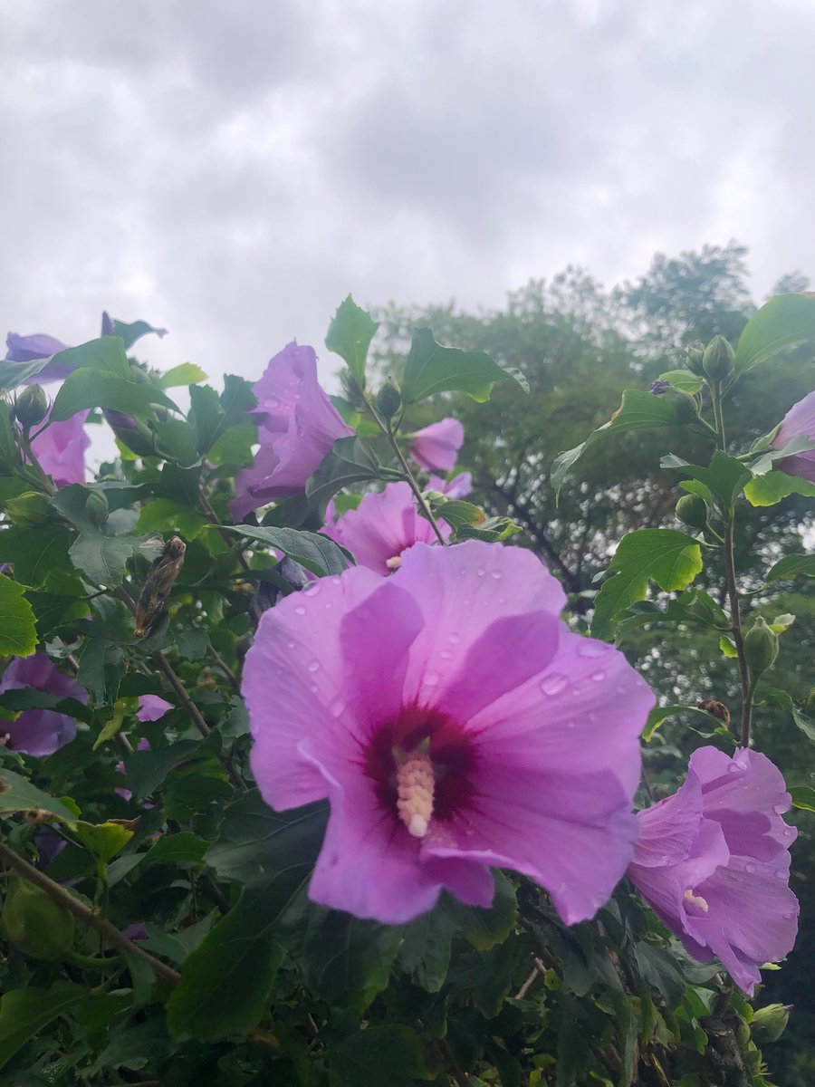 _voxclamantis__'s tweet photo. 💜🍃 https://t.co/nsjnzXIPyO