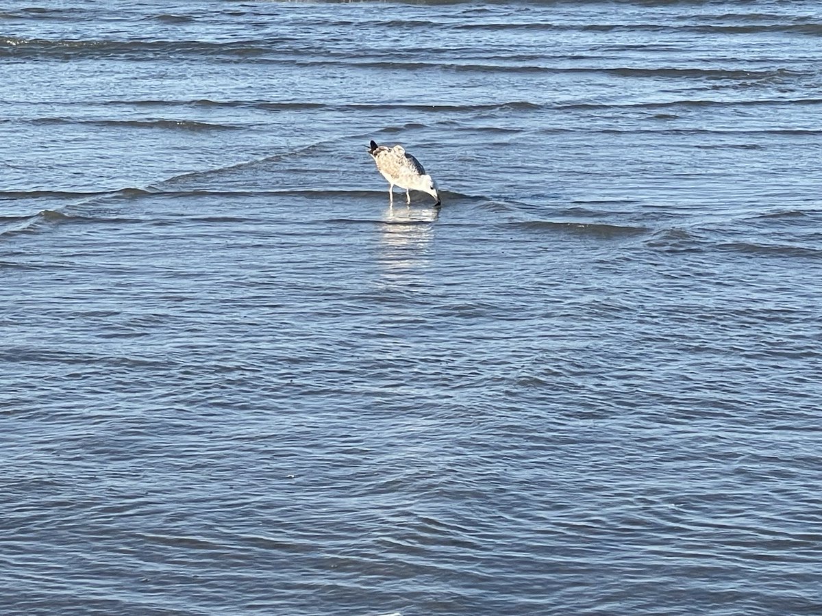 RagGreta's tweet photo. Non stava accadendo nulla di straordinario.
Forse proprio per questo valeva la pena fermarsi. 🐦🌊
#Presenza #PiccoliMomenti https://t.co/1hItcFxluC