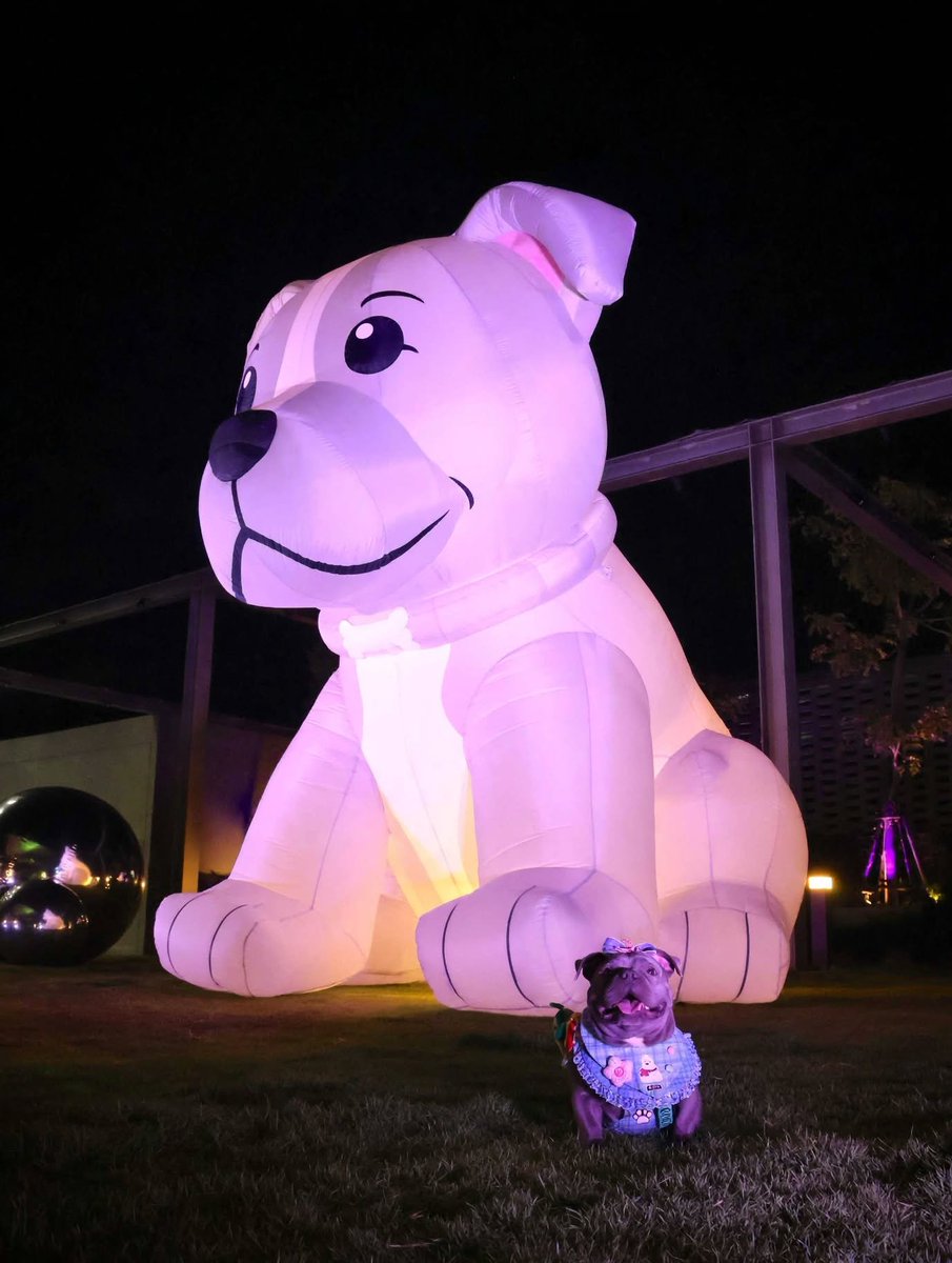 tweet_Staffy's tweet photo. Spot the difference! 😍
Real vs Inflatable - Can you tell?
Comment your fav breed 👇
#DogArt #CutePuppy #DogReels #ViralDogs #PawfectMatch https://t.co/QoLXp1C4k9