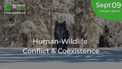 waza's tweet photo. 🐘How can conservation practitioners better navigate human-wildlife conflict and support coexistence?

@ReversetheRed1 and @hwctf will explore resources and frameworks to support this work in a webinar on September 9.

💻 Learn more &amp; register:
https://t.co/DJLk7BySIE https://t.co/nnVPI1CEBV