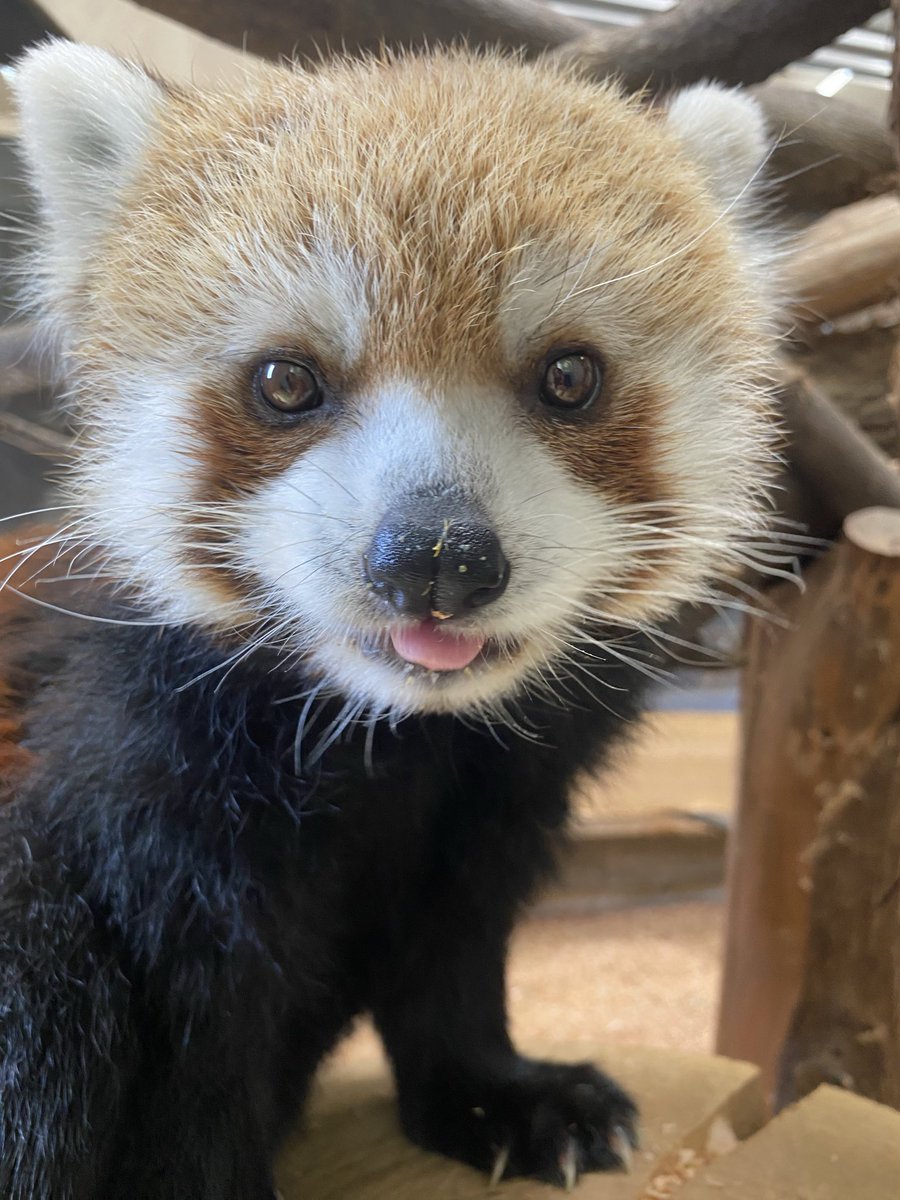 morikirara99's tweet photo. 国際レッサーパンダデーイベント情報はご覧い���だけましたか？みなさんのご来園お待ちしております😊https://t.co/69mr9Dn18g #森きらら https://t.co/NK1EgAXIyo