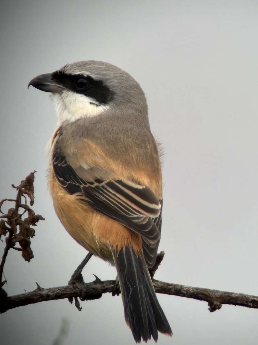 Birchjason71's tweet photo. The long tailed shrike was showing nicely this morning https://t.co/SirduolLqt