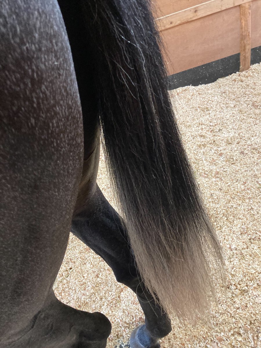 yosukei77's tweet photo. 今日のしりしり

にんじんしりしり

#リアライズシリウス
#シリシリ
#リアライズサラブレッズコレクション
#今福洋介
#手塚厩舎 https://t.co/MIkSzxHtsw
