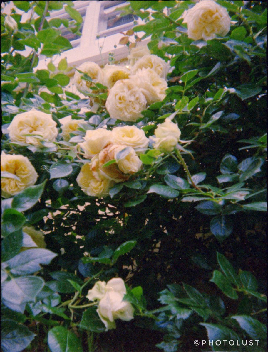 photo_lust's tweet photo. #Analogue #Analoguephoto #Analoguephotography #Holga 
#Color #Colorphoto
#Nature #Flower

#FlowerFriday 

#Lomography
📷 #Holga135TIM
🎞️ #Kodak #UltraMax 400 https://t.co/iQvCoaTbmz