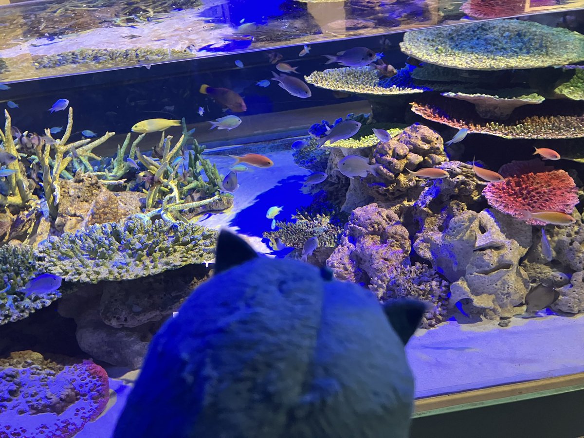 ngc0300's tweet photo. ワァ☺️

#旅するモンつな https://t.co/JNFPRGHxH9