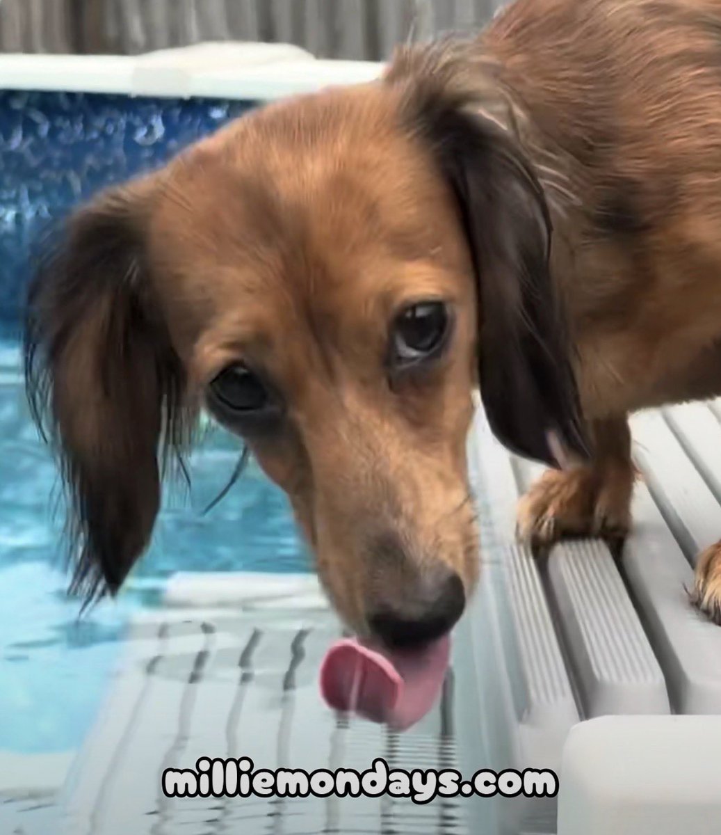MillieMondays's tweet photo. Really JoJo?
#milliemondays #wrigleywednesdays #pup #dog #Godbless #pups #dogs #Jesussaves #puppy #doggy #puppie #doggie #puppies #doggies #puppys #doggys #pupper #puppers #doggo #doggos #wienie #wienies #wieniedog #wieniedogs #dachshund #dachshunds #wiener #wieners #wienerdog https://t.co/oX153iCNXe