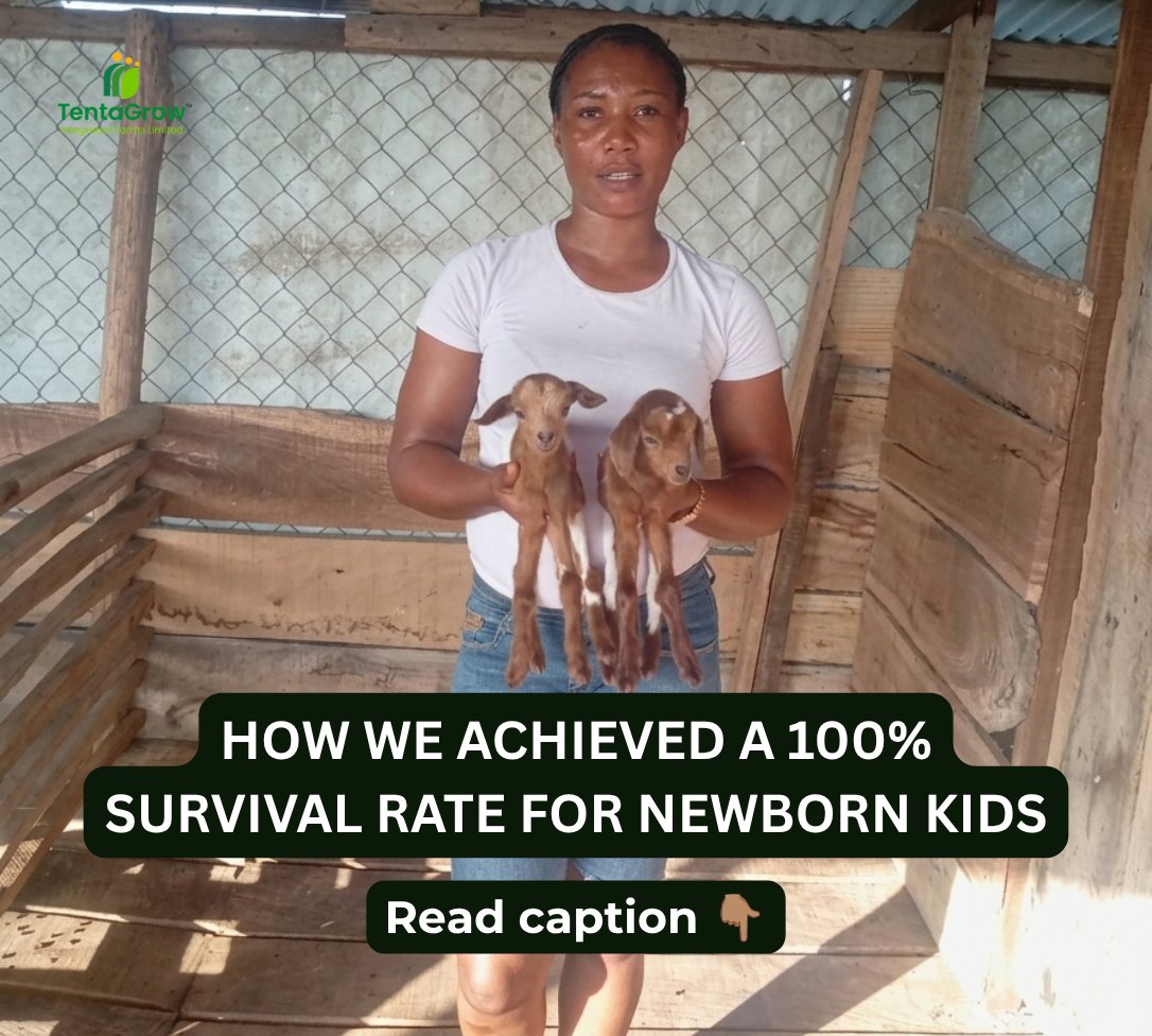 tentagrow1's tweet photo. The first few days matter.

At Tentagrow, we focus on early colostrum intake, warmth, hygiene, proper nutrition and close monitoring.

Healthy kids start with proper care from day one.

What newborn kid care practice has worked well on your farm?

#Tentagrow #growingtogether  #agriculture  #empowerment
