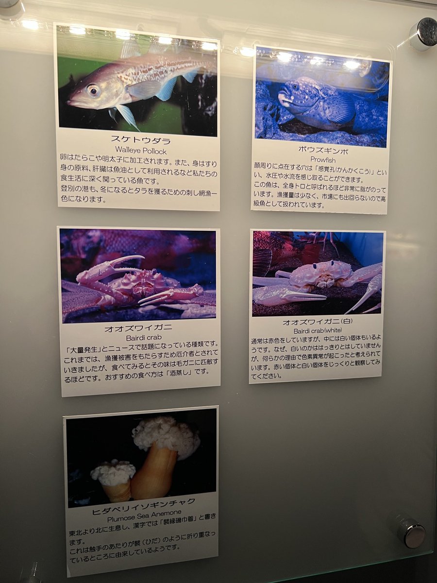 daimai0903's tweet photo. 白菜たべたべ魚五人衆、バカデカニシキエビ、しっぽ枕ニシキヘビ、宣材写真がキマッてるカニ https://t.co/uKM5KRr6Uw