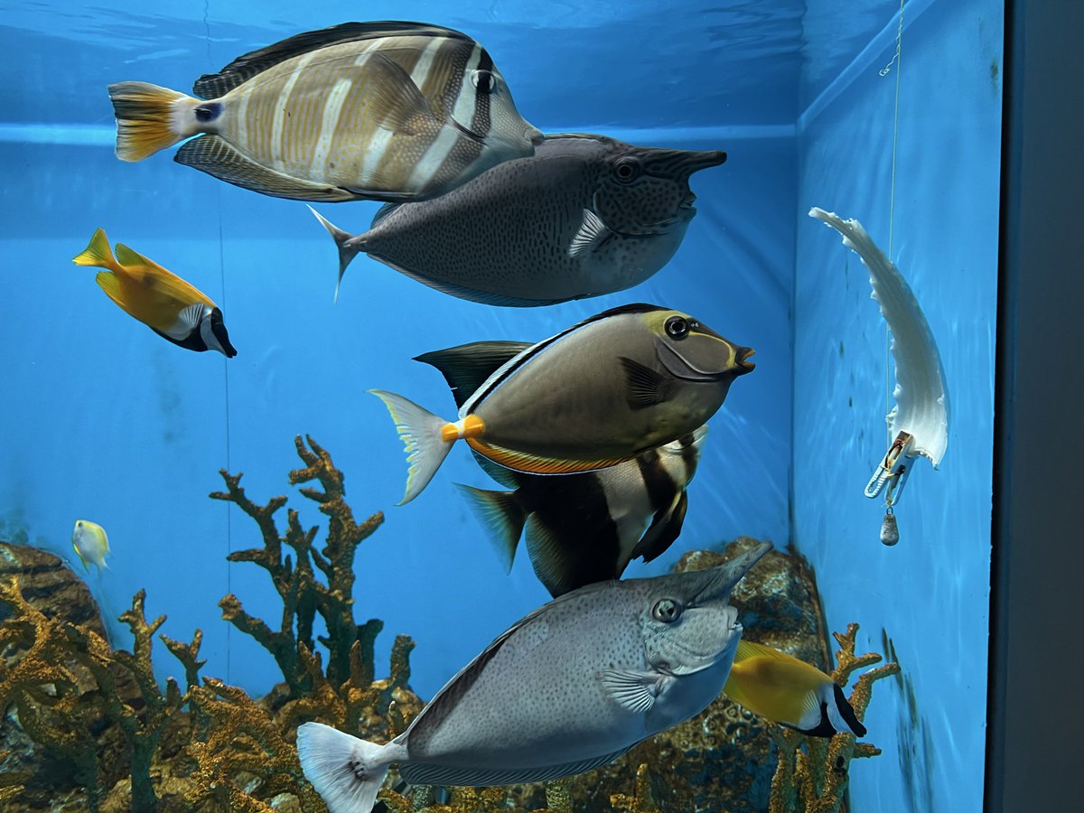 daimai0903's tweet photo. 白菜たべたべ魚五人衆、バカデカニシキエビ、しっぽ枕ニシキヘビ、宣材写真がキマッてるカニ https://t.co/uKM5KRr6Uw