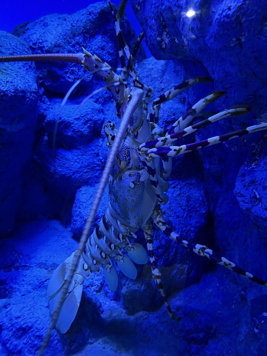 daimai0903's tweet photo. 白菜たべたべ魚五人衆、バカデカニシキエビ、しっぽ枕ニシキヘビ、宣材写真がキマッてるカニ https://t.co/uKM5KRr6Uw