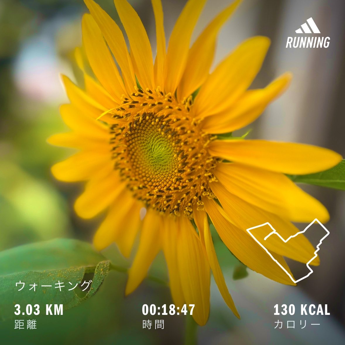 Kazahappy's tweet photo. 小雨の金曜

散歩🚶
2026.9.4 https://t.co/JYFqlDRpoF