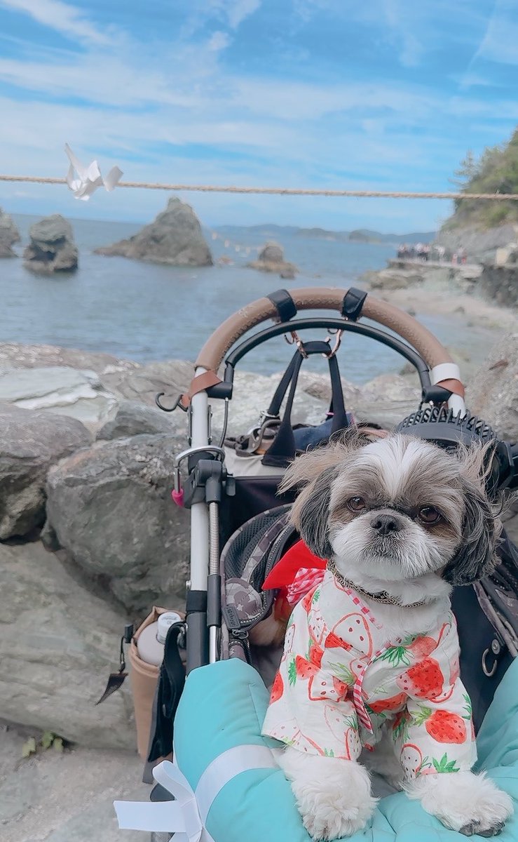 chris49891's tweet photo. パパとママがいつまでも仲良しで
ありますようにって祈ったよ🐾
#シーズー #shihtzu #夫婦岩
#asknowas #asknowasdewan https://t.co/XKEMyM2k3l