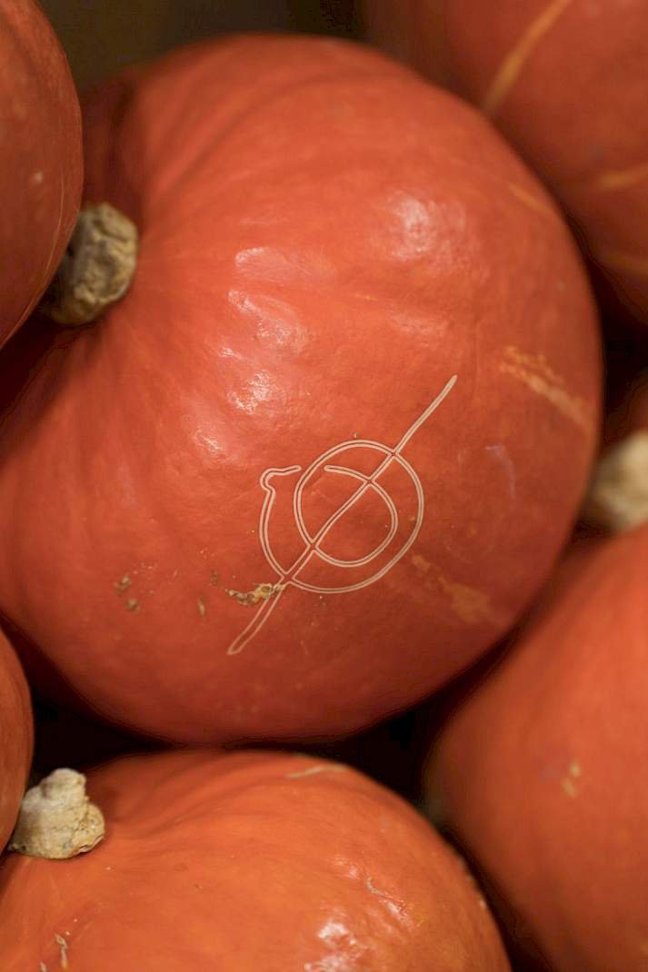 se_biologisch's tweet photo. Van handoogst naar vijf hectare per dag: De Terp zet stevig in op #innovatie in de #pompoenteelt. Met mechanische oogst én een nieuwe snijderij wil het bedrijf de hele keten slimmer organiseren. #biologisch
https://t.co/JTPVOFy2s6 https://t.co/FCmpLcqzOp