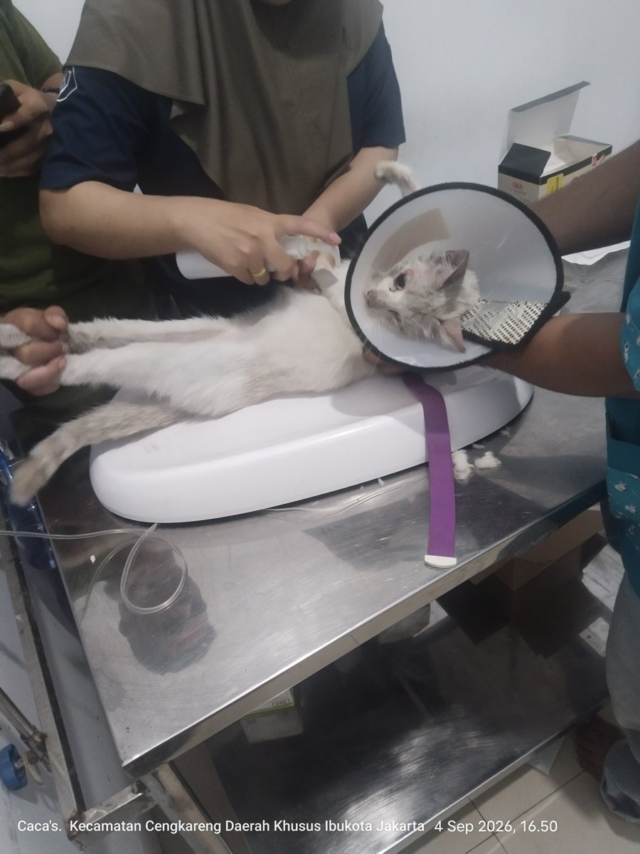 almondmilkhemmo's tweet photo. Twitter, please do your magic. Aku nemuin anak ini dg kondisi sekarat dan tidak sadarkan diri.

Kemungkinan besar abis di tabrak dan kehantam kepalanya. Aku sedang berusaha bawa anak ini ke Drh. Barang kali ada yang berkenan membantu pembiayaan buat adek ini (cont.) https://t.co/Mco6Xrupyn