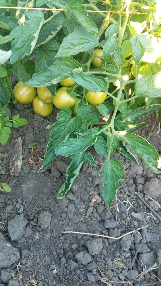 TheSeedlingHub tweet picture