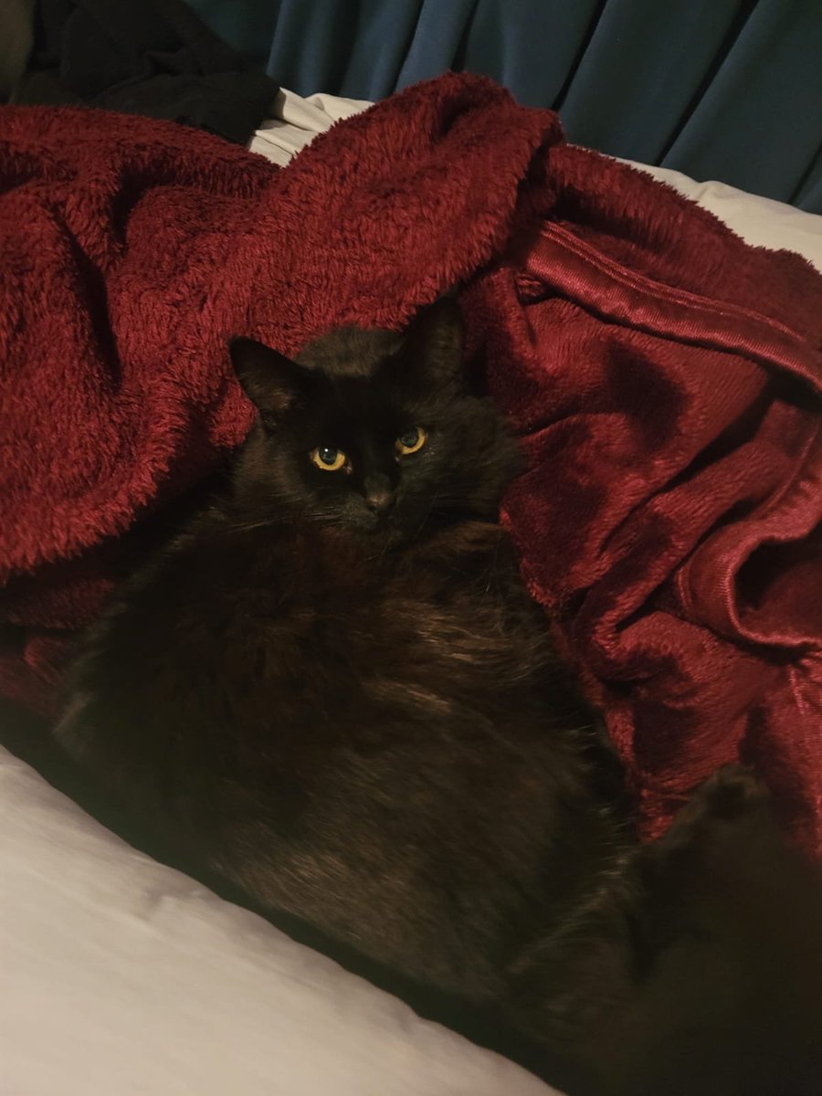 ROMPECHEPAS's tweet photo. Hi look at my cat hehe💞💞💞 https://t.co/k4n9OJrF9n