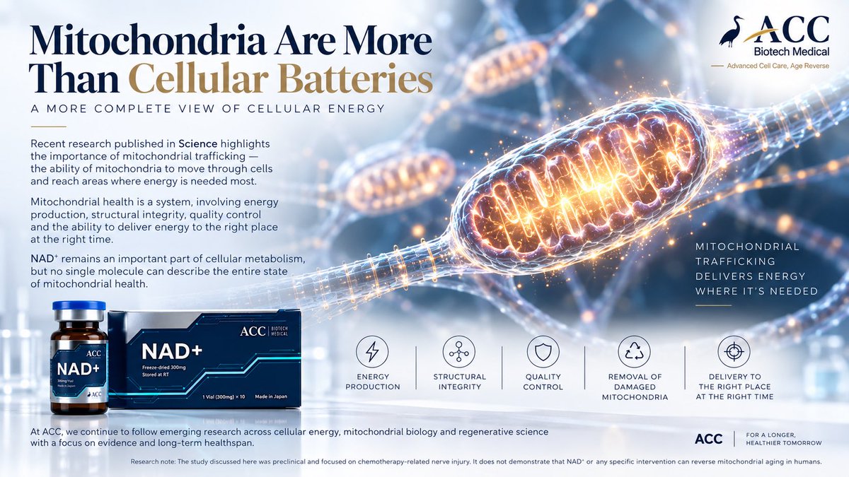 ACC_BioMedical's tweet photo. Mitochondria are more than cellular “batteries.”

New research highlights mitochondrial trafficking as key to cellular energy delivery.

NAD⁺ supports metabolism, but mitochondrial health is a system.#accNAD https://t.co/VXFuG6IQMm