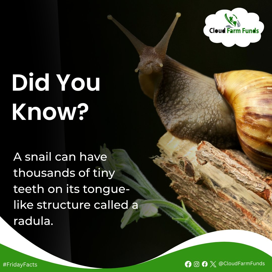 cloudfarmfunds's tweet photo. DID YOU KNOW?
A snail can have thousands of tiny teeth on its tongue-like structure called a radula.
#Cloudfarmfunds
#Fridayfacts https://t.co/N5dsPiODLS