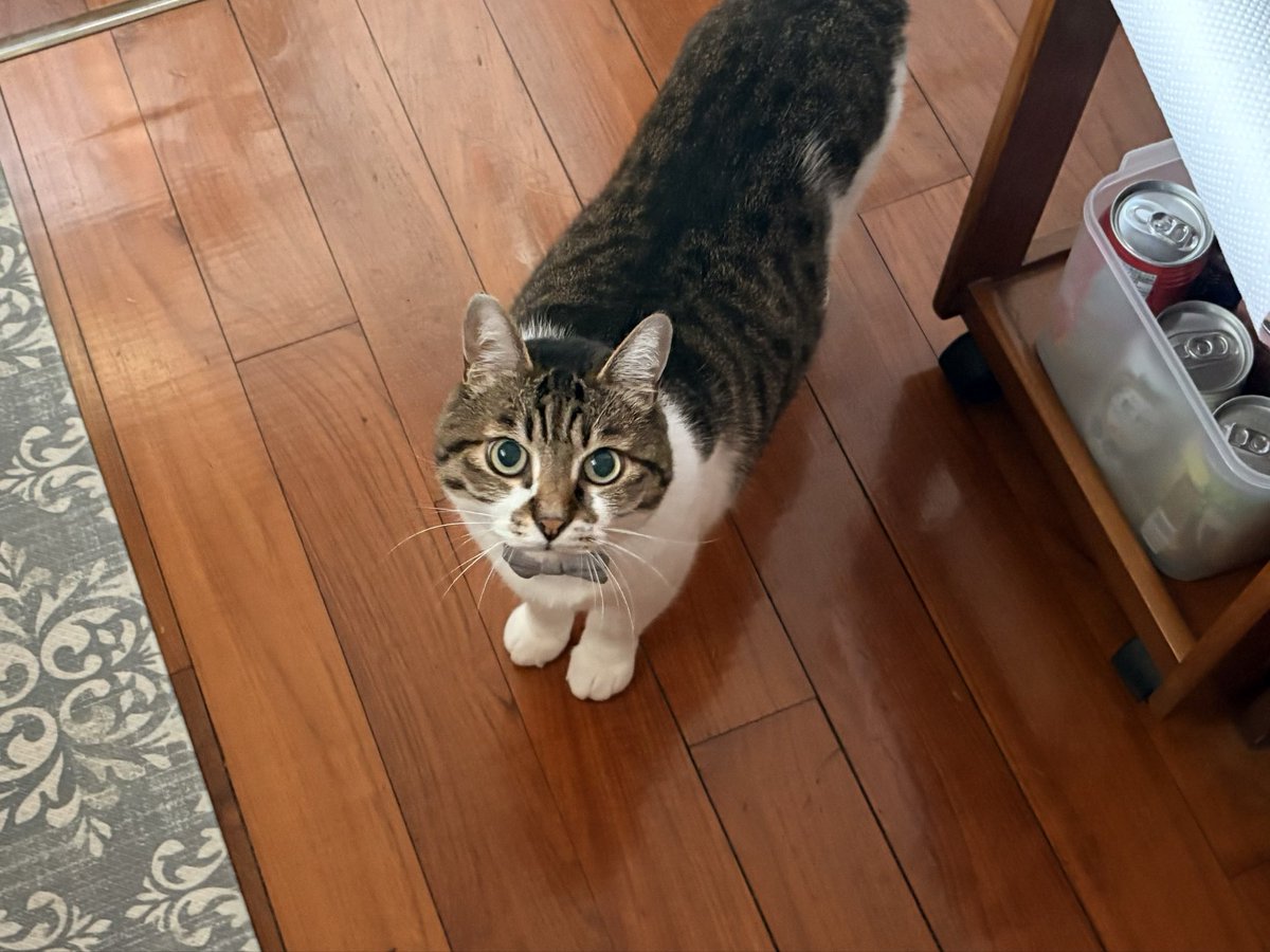 catloverperu's tweet photo. きいちゃんが廊下の隅の物陰をぢぃっと見つめているのでやな予感しながら一緒に覗いたらGしんでた しんでてよかった https://t.co/RLPMmAs6vm