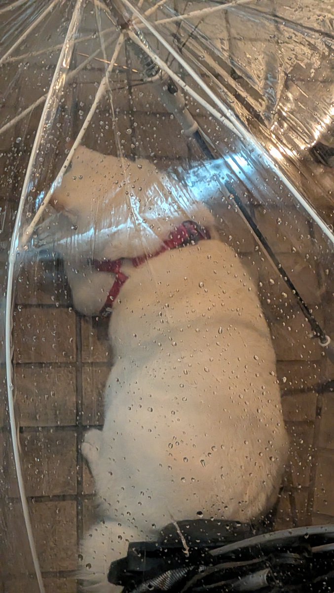 mofmof_lab's tweet photo. #柴犬 https://t.co/WzxQztzUof
