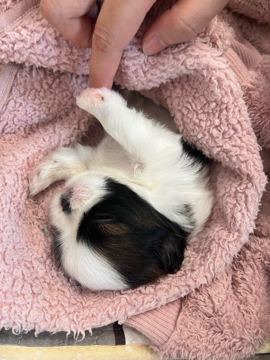GaneGanesh17's tweet photo. My little furball made my busy workday way brighter with a cozy snuggle on my lap. Best 5pm vibe ever https://t.co/VLZJpiCGMT