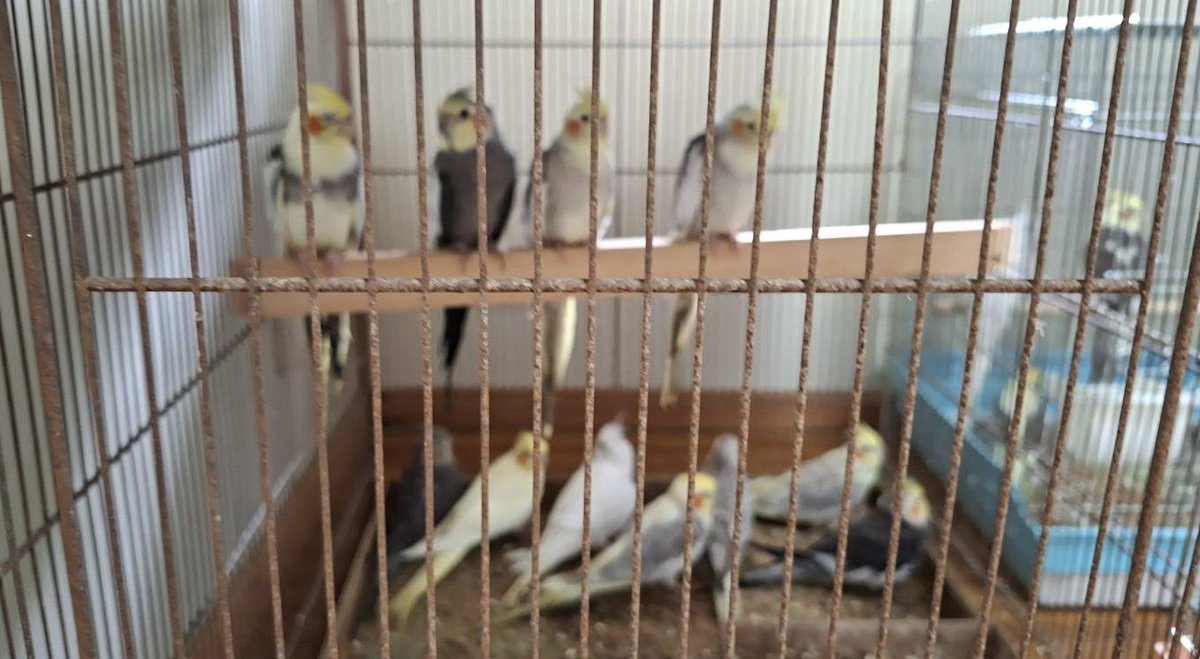 bono2019's tweet photo. 愛知県から【緊急】里親募集

愛知にてオカメ71羽、他セキセイ
、コザクラ、鳩1羽のレスキュー
がありました。
まだ半分、里親さんが決まって
いません。
現地まで引き取り可能な方は直接
連絡ください。
愛知インコ協会ブログ
https://t.co/GcGu6fLCxB
連絡先
mailto:greenp0811@gmail.com

ご協力よろしくお願いします！