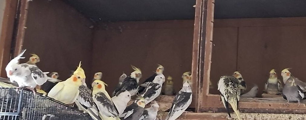 bono2019's tweet photo. 愛知県から【緊急】里親募集

愛知にてオカメ71羽、他セキセイ
、コザクラ、鳩1羽のレスキュー
がありました。
まだ半分、里親さんが決まって
いません。
現地まで引き取り可能な方は直接
連絡ください。
愛知インコ協会ブログ
https://t.co/GcGu6fLCxB
連絡先
mailto:greenp0811@gmail.com

ご協力よろしくお願いします！