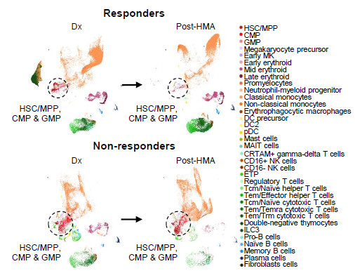 ManelEsteller's tweet photo. We used single-cell multiomics to trace the MDS-to-AML trajectory upon #HMA treatment and uncovered how #DNA #methylation clones evolve along the way. Featured in @LeukemiaJnl ! 
#SingleCellGenomics #AML #MDS #CancerBiology
https://t.co/DjldbtHZ3V https://t.co/ZiMZGTz2cC