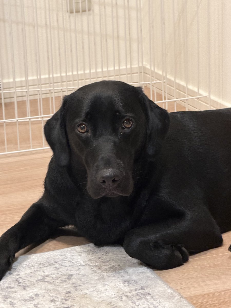 Es0S7's tweet photo. 散歩後のｲｯﾇ

#黒ラブ 
#ラブラドール 
#ラブラドールレトリーバー
#Labrador 
#labradorretriever https://t.co/FdTRfRQNSf