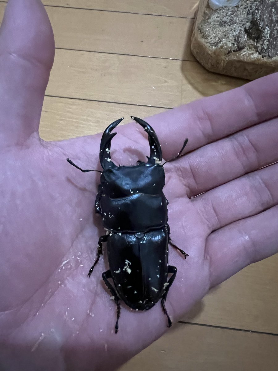 JETSTREAMSAM16's tweet photo. 80㍉オオクワガタめちゃくちゃデカい🥹🥹🥹 https://t.co/14VyoaKysP